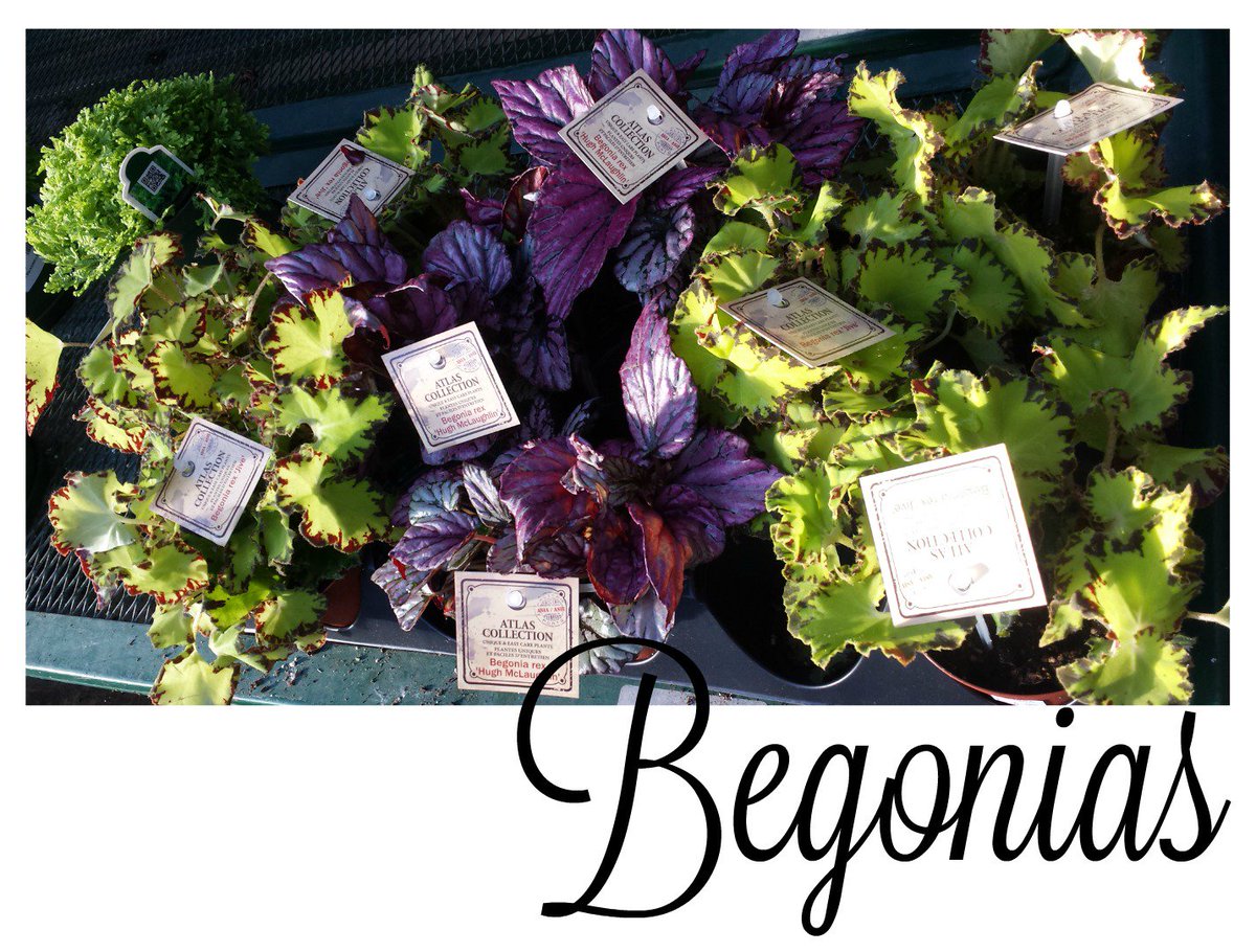 #Begonias  Beautiful &amp; unique indoor begonias at <a href="/BayportFlower/">BayportFlowerHouses</a>