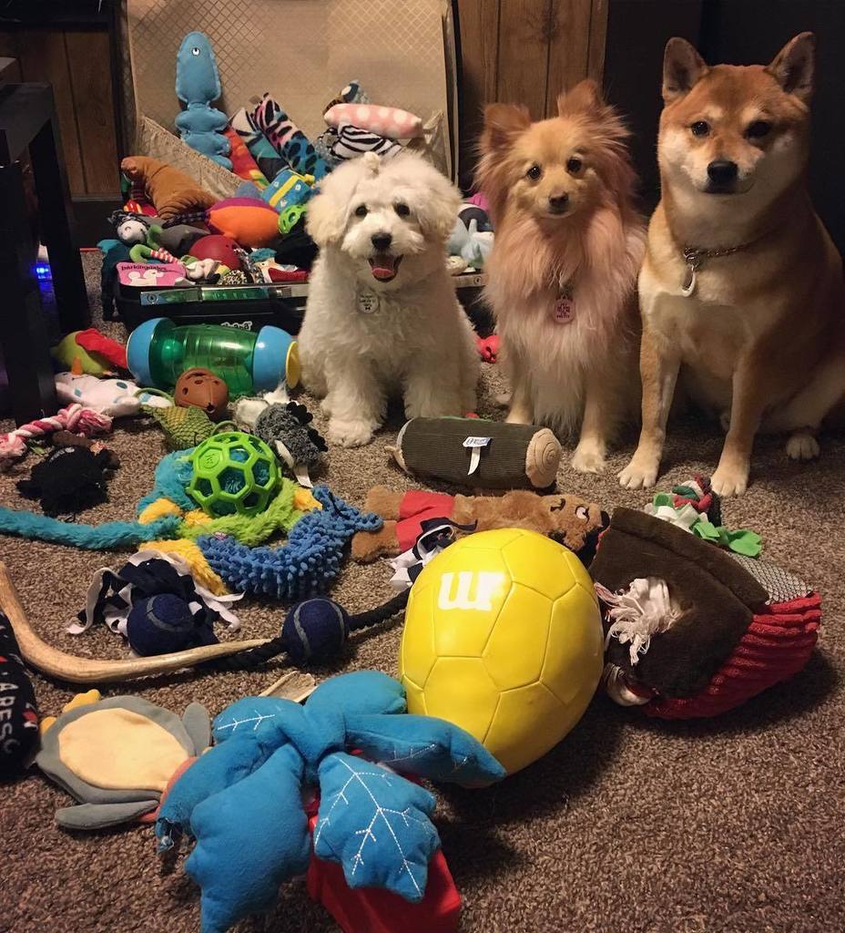 classyaspup's tweet photo. Toys are best kept out of the box. #LifeLessonsWithBear https://t.co/71eV8SrfpO