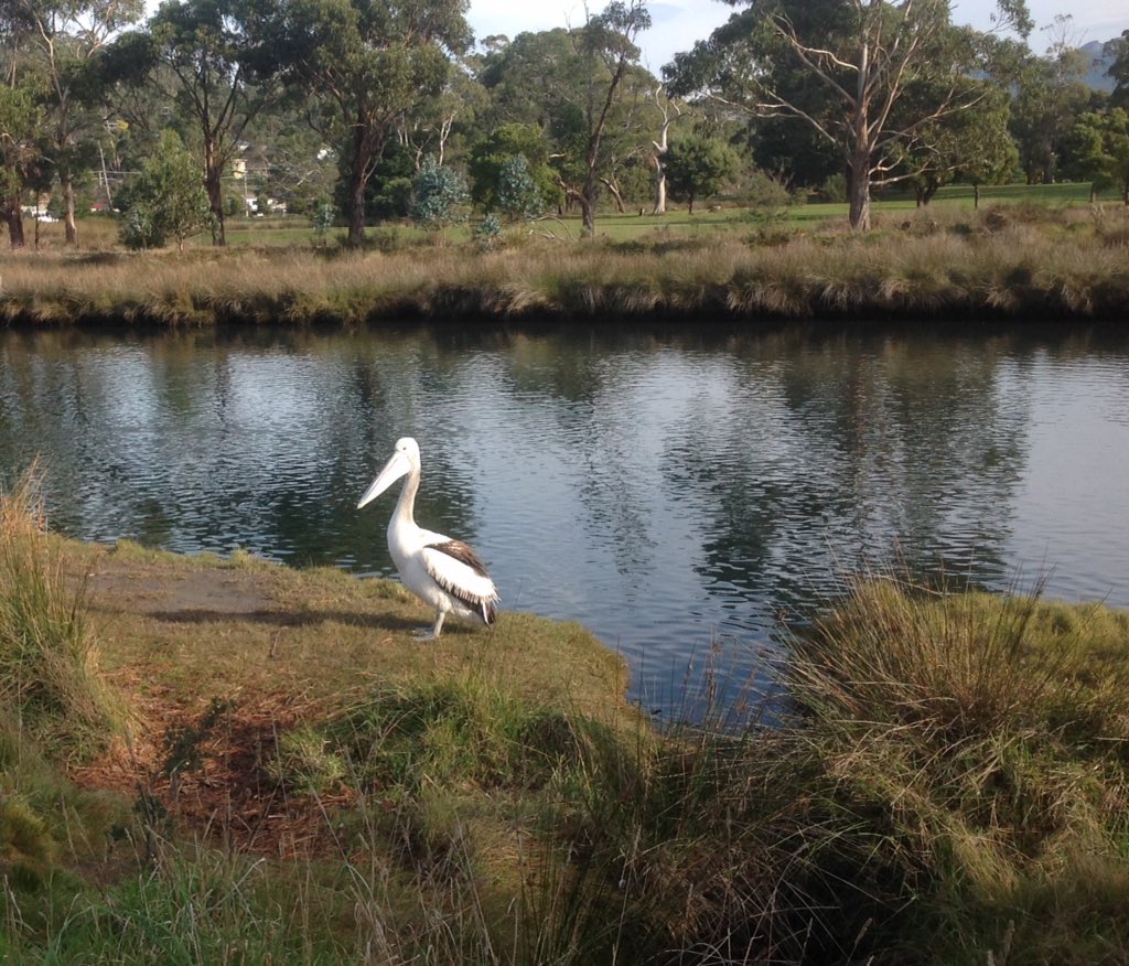 calsaff's tweet photo. "You have escaped the cage. Your wings are stretched out NOW FLY."~Rumi https://t.co/Iy65xM32qG