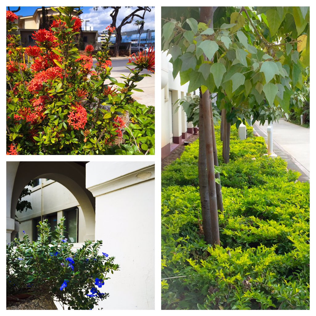 msdeannelee's tweet photo. A collage of my photos today of @Sacred_Hearts tranquil and lovely campus #2016acce #awesomeworkshop https://t.co/1YWkpZdHqQ