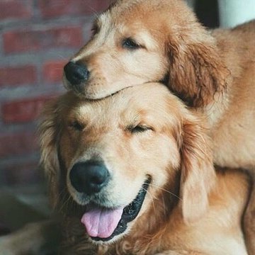 itsadorabledogs's tweet photo. 🐶 https://t.co/UNkq89H0Fg