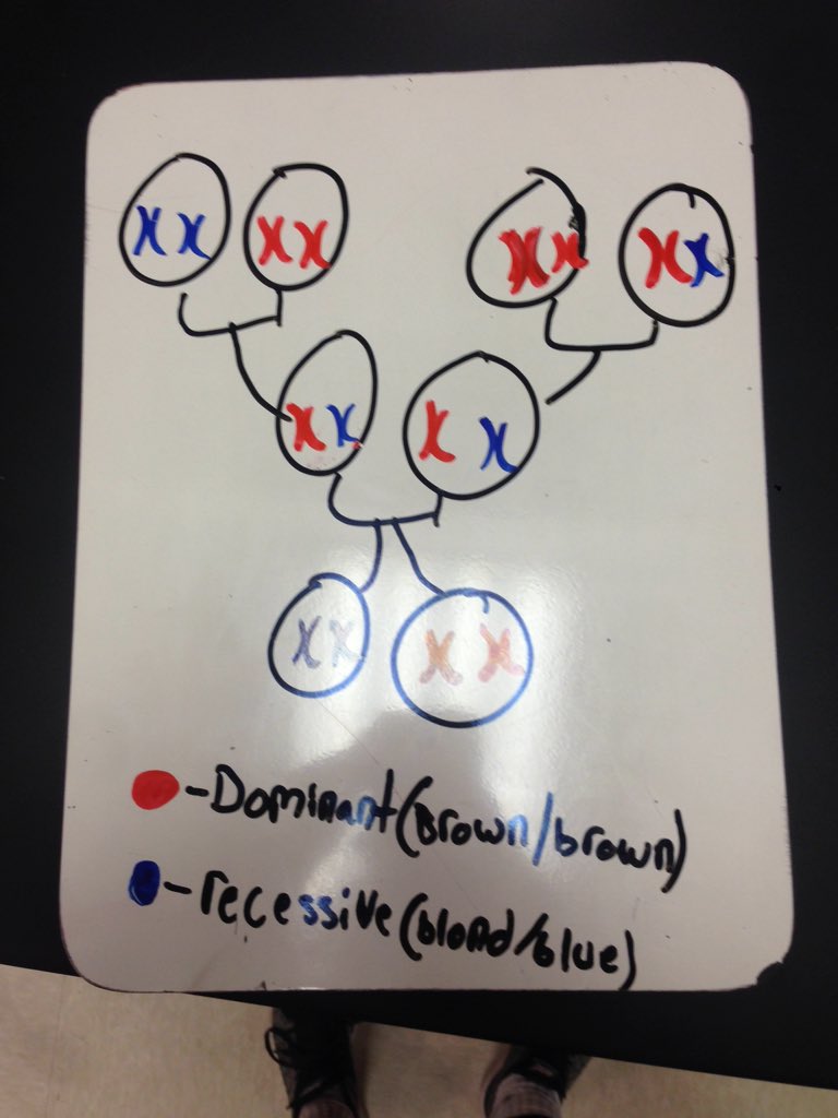 lauraw_LHS2's tweet photo. #lhsgenetics #ballhr4 @msstern_lhs @msball_lhs https://t.co/C4xtMdWZBl