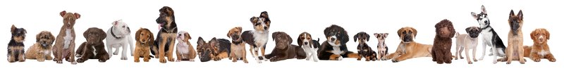 CometsCorners's tweet photo. Which dog breed is suitable for you? This article helps you decide - https://t.co/1ddZyiuZ5M #pets #dogs https://t.co/7n1ZsvbF2u