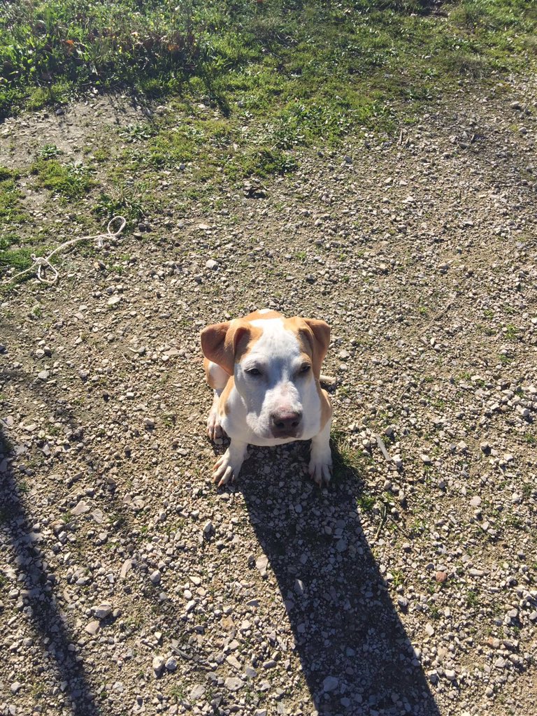 chincheto77's tweet photo. Chicos una ayuda con un RT a ver si alguien quiere adoptar esta cachorrita en Madrid. Contacto: rgc24@hotmail.com https://t.co/zaIeuv27zV