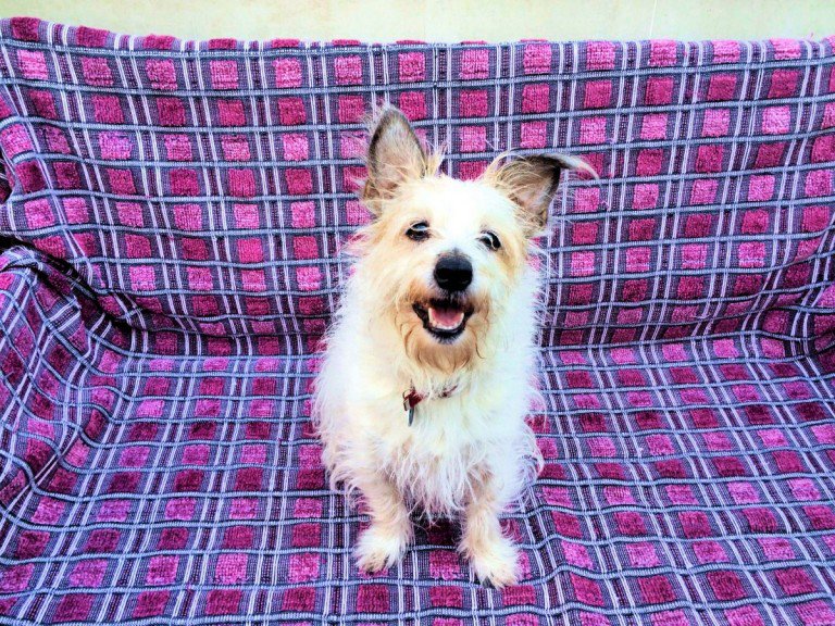 Penny2449's tweet photo. Ruby 10yr old JRT needs adult only pet free home, loves a cuddle and is very friendly @themayhew UK https://t.co/Z5BhKgUvix