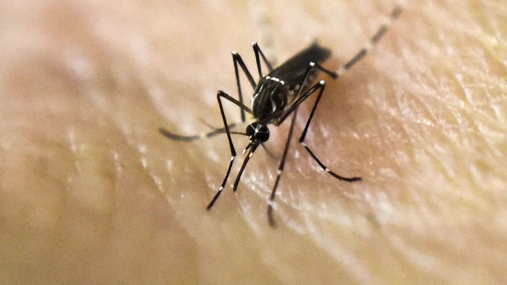 cnni's tweet photo. #Zikavirus: Why we shouldn't panic https://t.co/1ayK3L3EjF via @CNNOpinion https://t.co/0ZIe9FFros