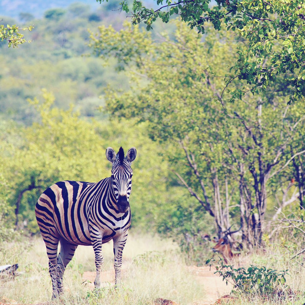 BindiIrwin's tweet image. In love with Africa.