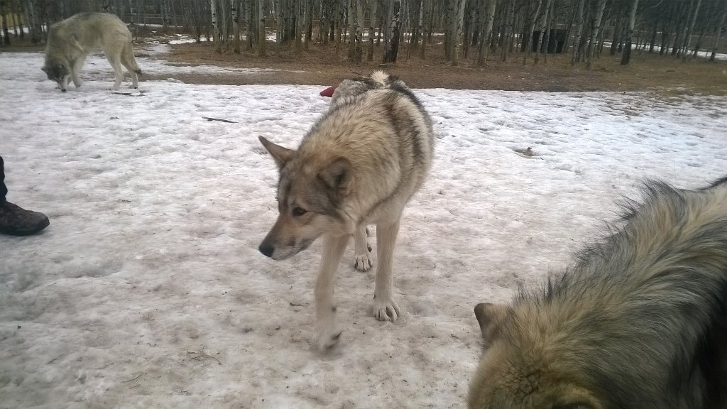 Kirkletonn's tweet photo. A day with wolves :D https://t.co/NTslvruCEN