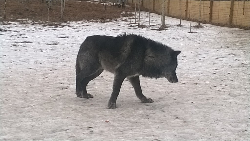 Kirkletonn's tweet photo. A day with wolves :D https://t.co/NTslvruCEN