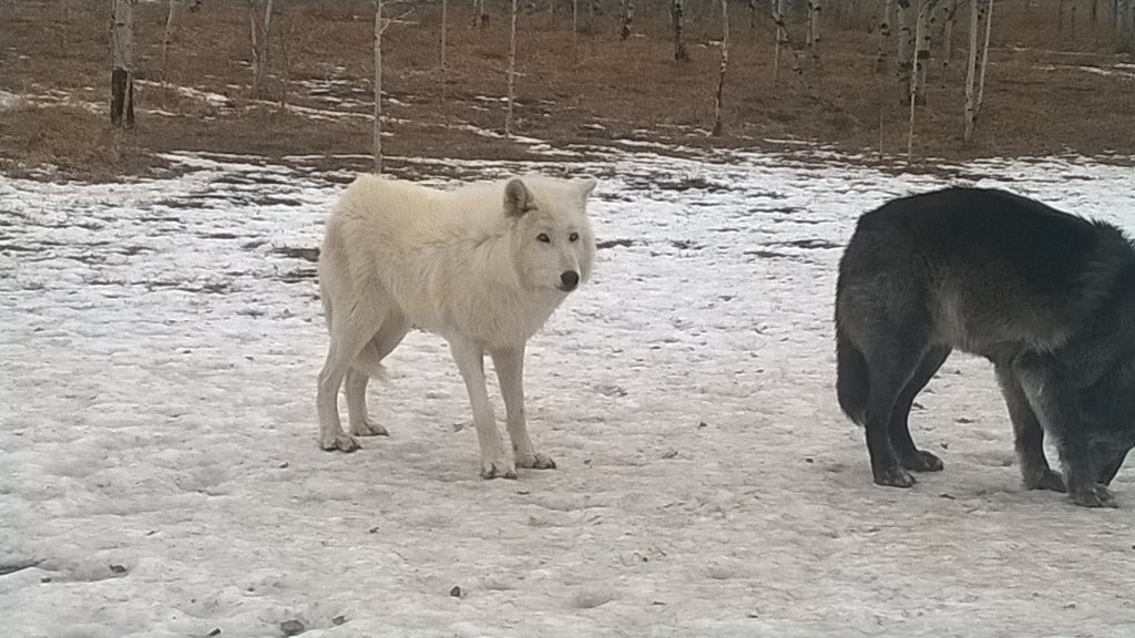 Kirkletonn's tweet photo. A day with wolves :D https://t.co/NTslvruCEN
