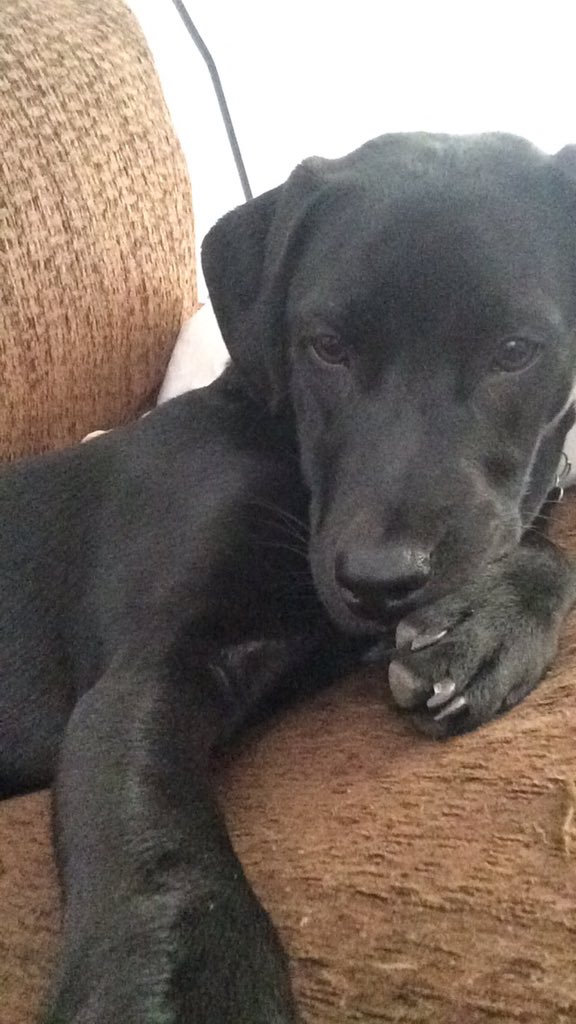 TheDogStanley's tweet photo. Learned how to take selfies today. @Purina should hire me as a model #barkingsexyback https://t.co/pYHZUSDKj7