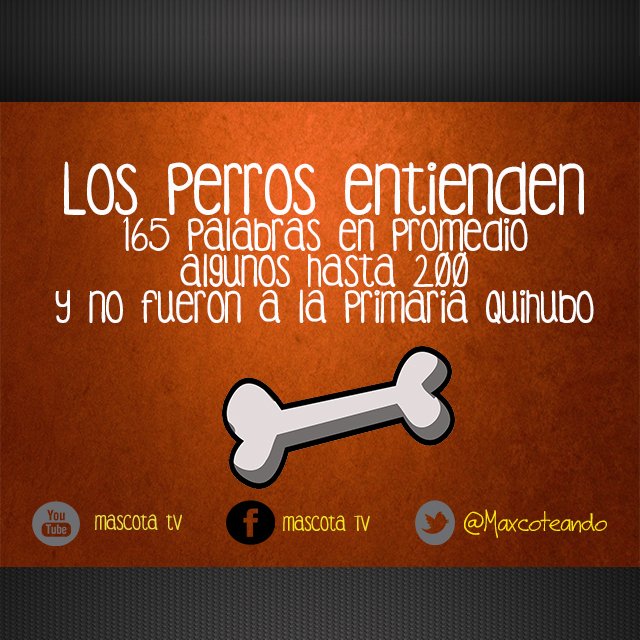 Mascota TV tweet media