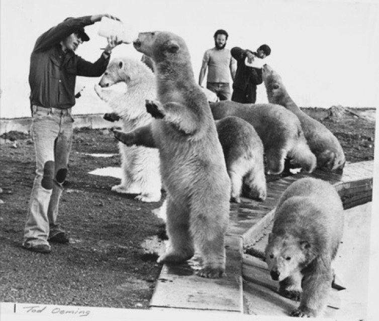 polar park history | bottle feeding polar bear cubs #circa1975 #YEG #abpride #polarparkbrewing #history #Alberta