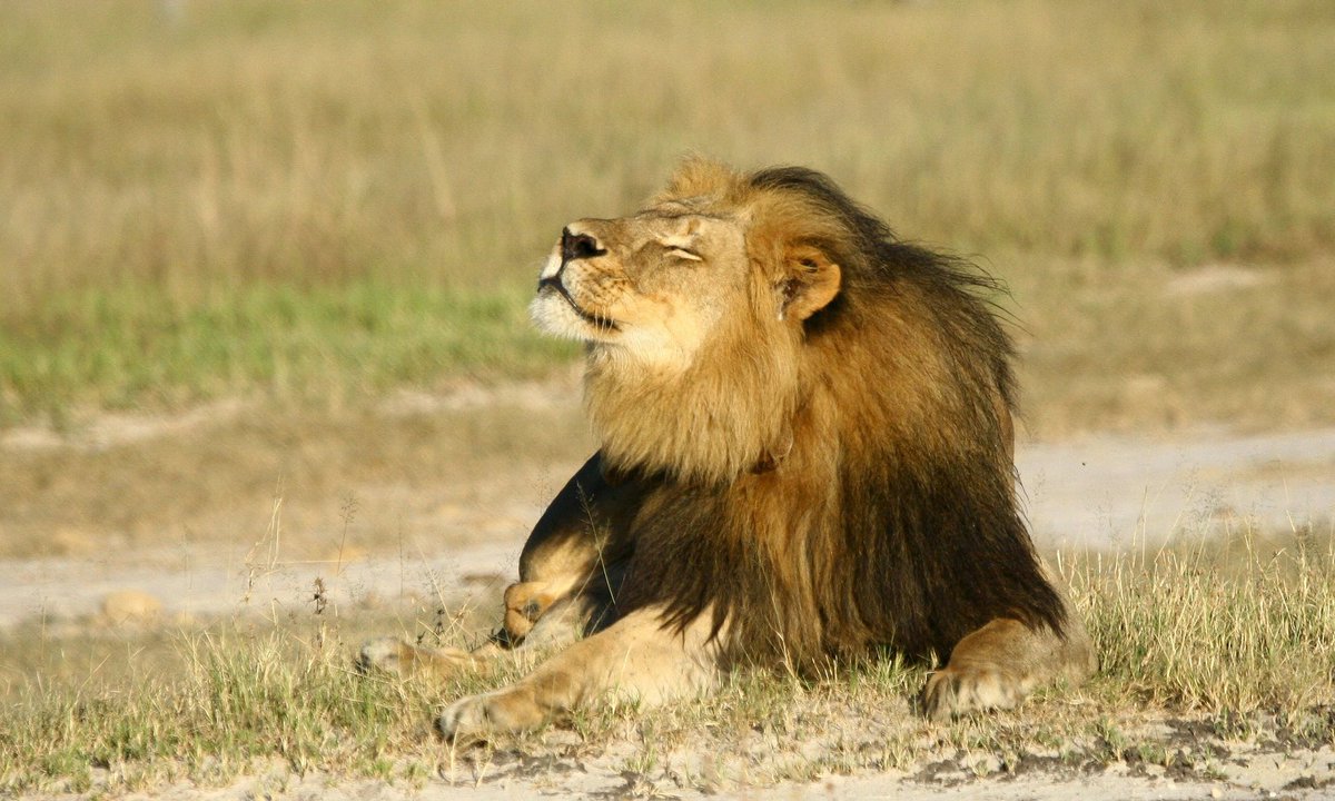 humaneworldnews's tweet photo. The world's largest trophy #hunting club continues to turn #wildlife into commodities https://t.co/UWvBxyJAOx https://t.co/CpJGKdOzy1