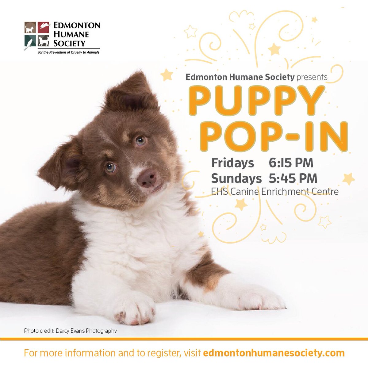 EdmontonHumane's tweet photo. There are a few spots left in #PuppyPopIn on SUNDAY https://t.co/WjamqoLjlI #yeg #yegevents #dogs #training https://t.co/bTFBFUHD9X