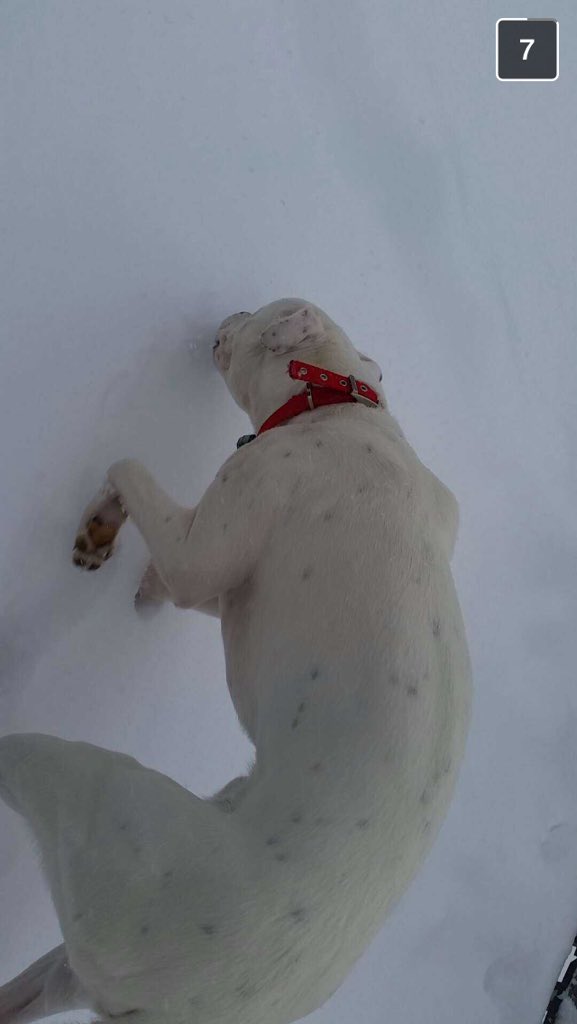 meilintompkins's tweet photo. Look at these little furballs playing in the snow! ❄️ #ch6Snow #sneakySnow #Ch2snow https://t.co/9RBsIidJ1m