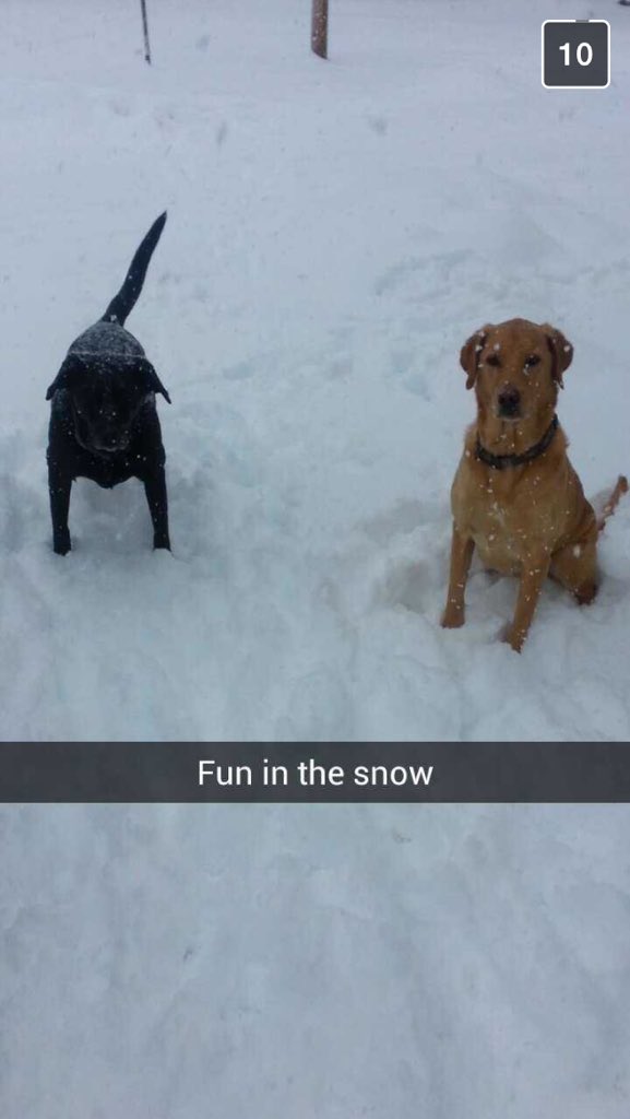 meilintompkins's tweet photo. Look at these little furballs playing in the snow! ❄️ #ch6Snow #sneakySnow #Ch2snow https://t.co/9RBsIidJ1m