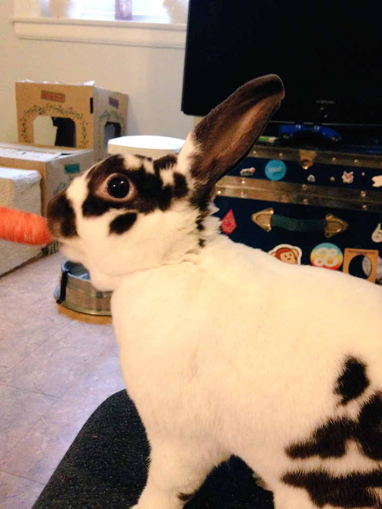 moxie_baby's tweet photo. Why yes, Dad, I will trim the end off this carrot. #WorkingInTheKitchen #WhatDoYouMeanYouNeedToChopItStill https://t.co/TWU9hdF8v6
