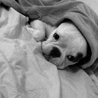 Frenchie_Cute's tweet photo. #leon #frenchbulldog #franskbulldog #nanig #sötisen https://t.co/xVDeNuKFjv https://t.co/pIQbfEWFVb