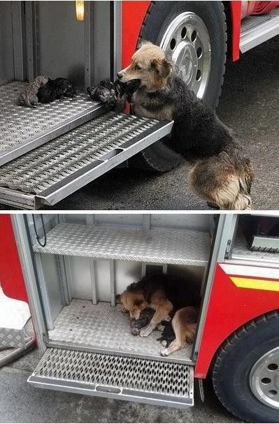 awwdailypics's tweet image. Dog saves all her puppies from a fire and puts them all in one of the fire trucks on the scene #aww #cuteanimals