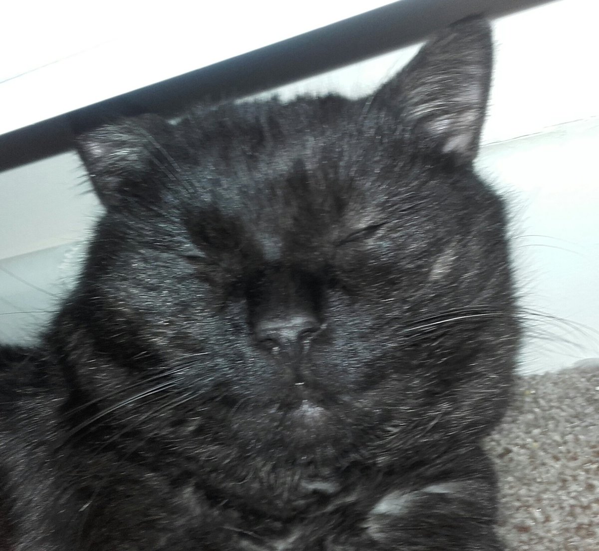 WestgateArk's tweet photo. I just gotta put this out there...here is a cat that would b out on the street..does he look too unhappy!? X https://t.co/X5axFq4p6p