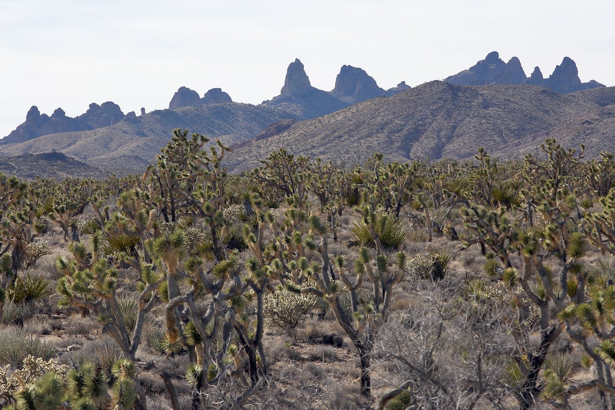 jaymcalderon's tweet photo. Went to this amazing place called the Castle Mountains.  It should be a National Monument.
https://t.co/HiLO0xMXc3 https://t.co/GcJ6HZpVIi