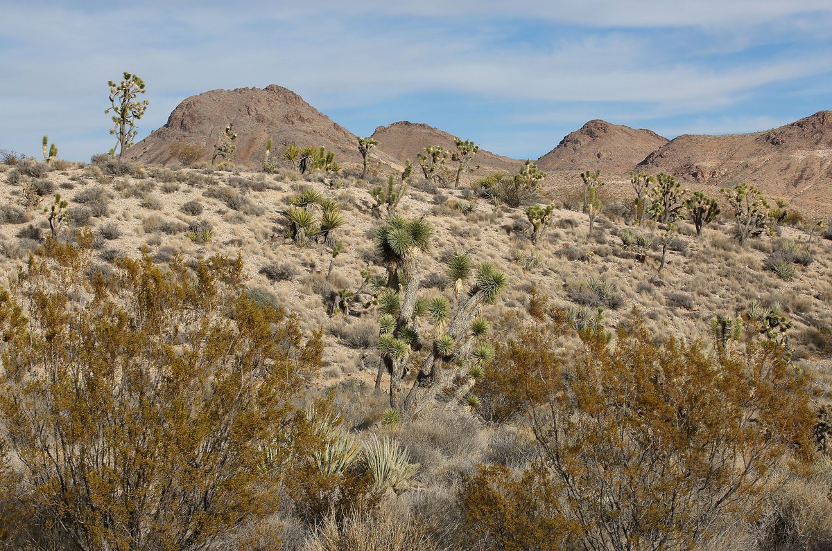 jaymcalderon's tweet photo. Went to this amazing place called the Castle Mountains.  It should be a National Monument.
https://t.co/HiLO0xMXc3 https://t.co/GcJ6HZpVIi