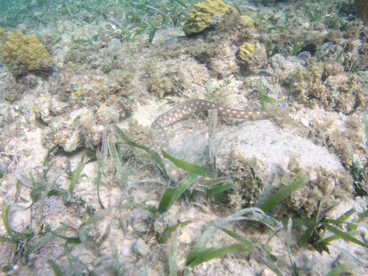ScubaJennie's tweet photo. After a computer vacation I decided to come back online....better late than never! https://t.co/oLVpewzKVT