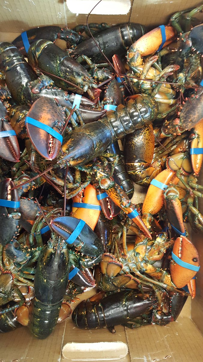 gbasalla's tweet photo. It's Friday, whole grilled lobster @KapnosTaverna @MikeIsabellaDC @georgepagonisdc https://t.co/ZFANhcbfFH