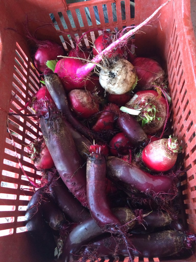 Gold Hill Farm Shop tweet media