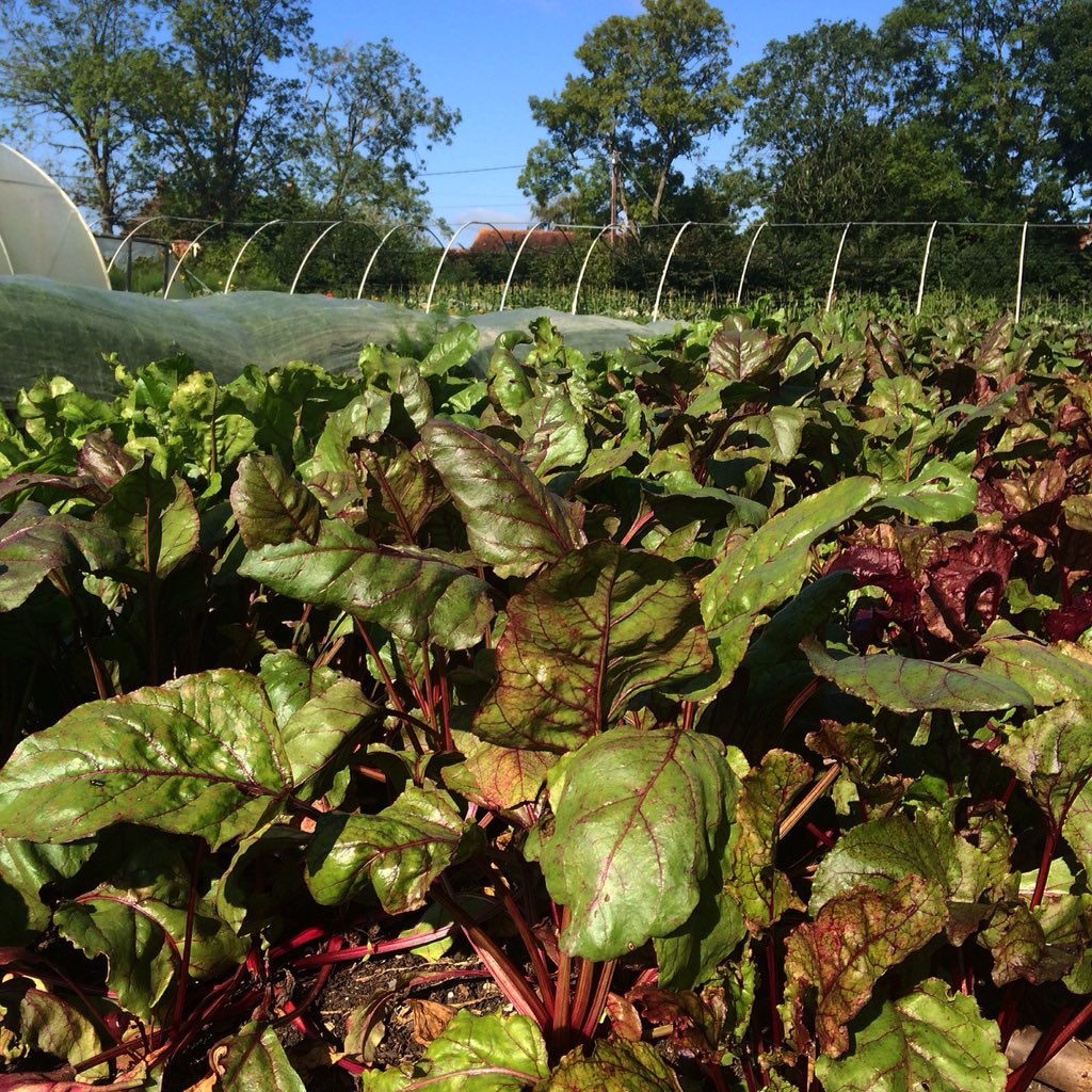 Gold Hill Farm Shop tweet media