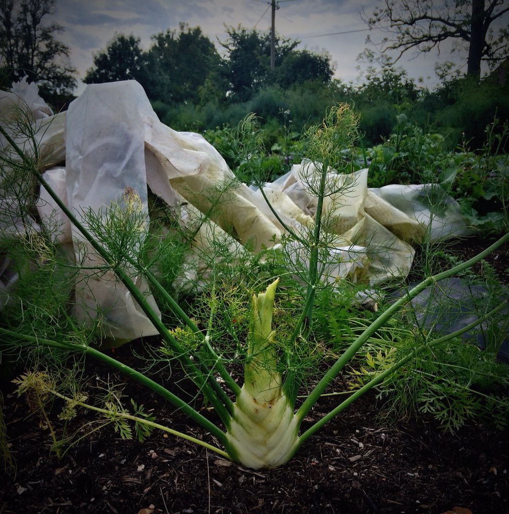 Love our #wonkyveg flavour is everything <a href="/UglyFruitAndVeg/">Ugly Fruit and Veg</a> <a href="/DorsetFoodDrink/">Dorset Food & Drink</a> @<a href="/jamieoliver/">Jamie Oliver</a> #FridayNightFeast