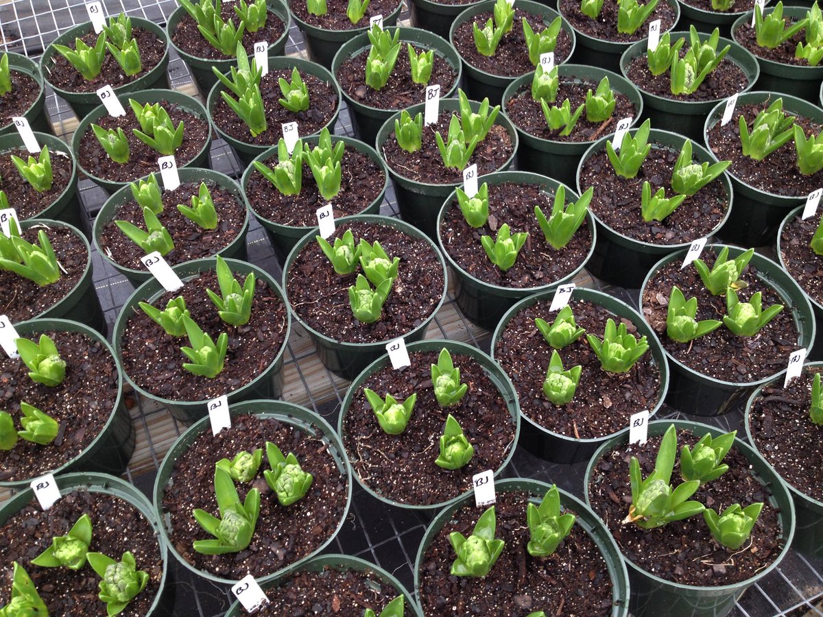 EastmanMuseum's tweet photo. #DutchConnection2016 is one week away! Will these babies bloom in time? https://t.co/YjxQ4SKVpQ #roc #rochester https://t.co/i9uooVURGo
