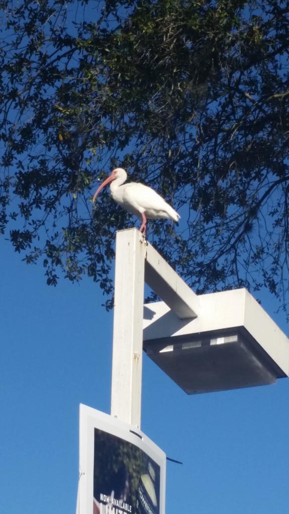 NinjaTimon's tweet image. There's my boss making sure I'm doing my job lol