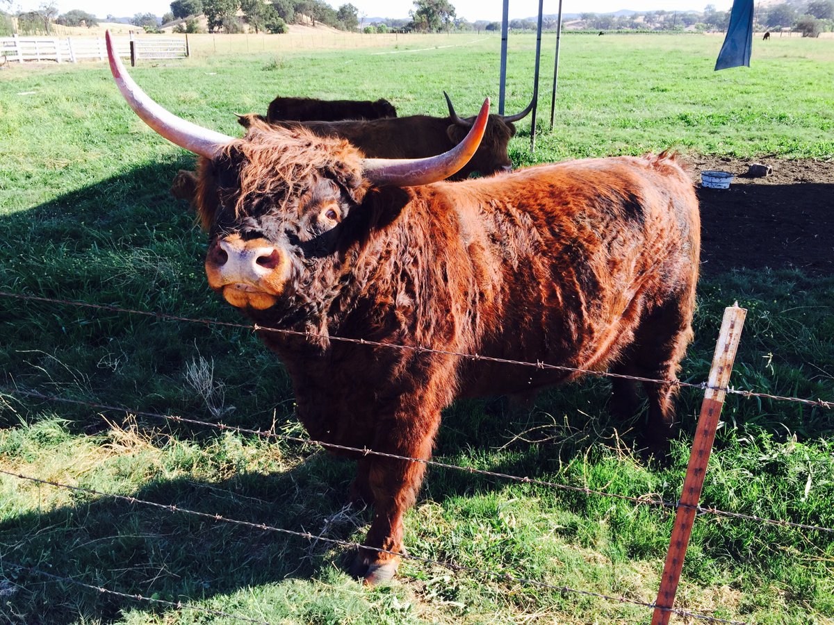 Scottish cows are the best guards for our vineyard. Would you want to mess with this?