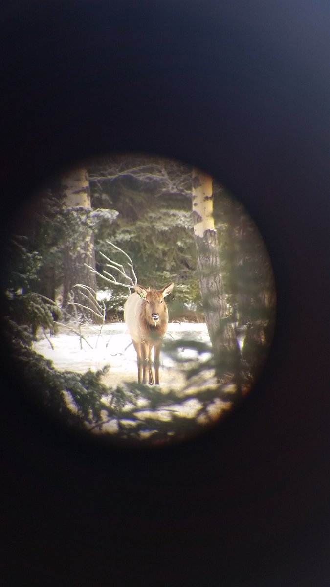 Banff Elk! #banff #ELK