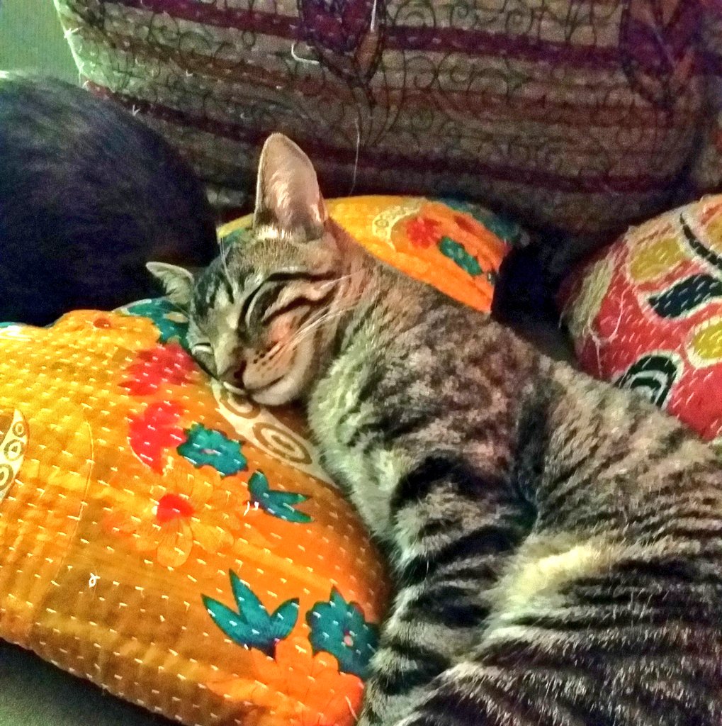 kittensNcatnip's tweet photo. Pretending to be human, day 2, sleep with head elevated on a thing they call pillows... #kittensNcatnip #rescuecat https://t.co/yWX0BCiO9x