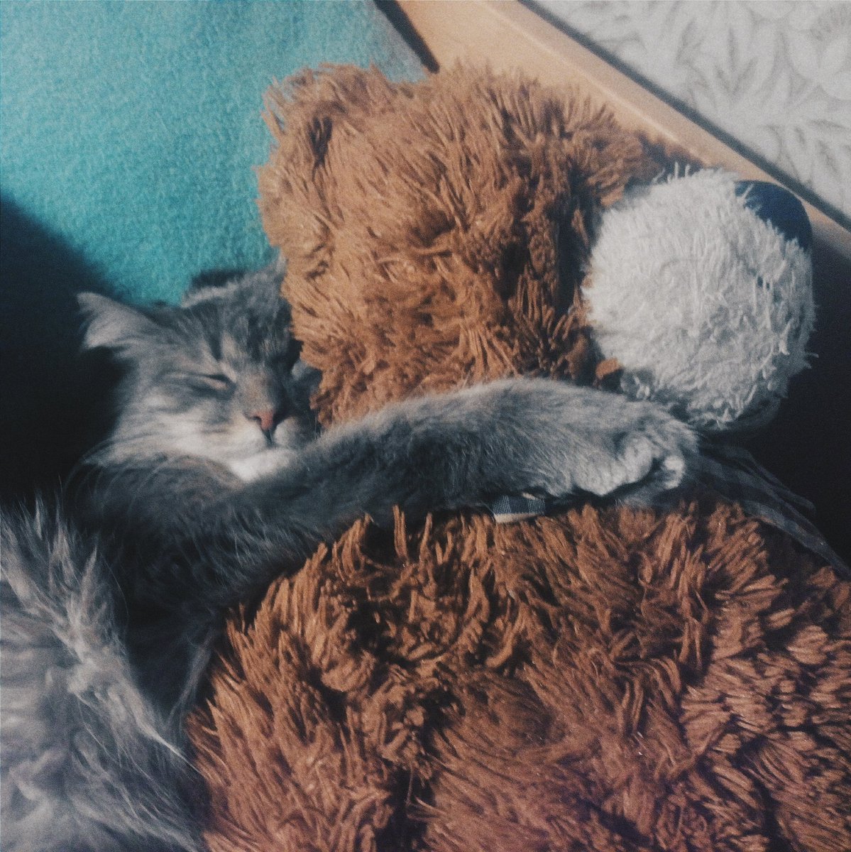 nastyadavoff's tweet photo. Надо бы взять пример с моего кота 😽
Споконой ночи 🌌🌌🌌 https://t.co/vWMQGFRZ13