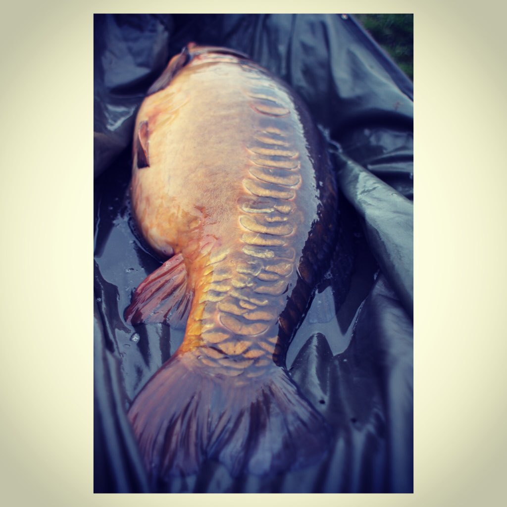 PhilSainty's tweet photo. One of majestic pools scaley ones https://t.co/6CaF7u0QMt