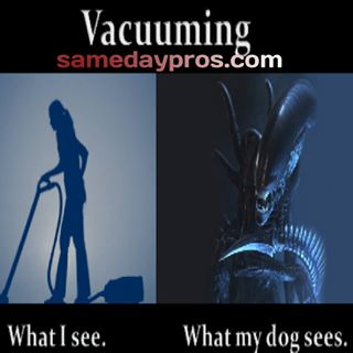 samedaypros's tweet photo. #PetProblem #PetIssues Have you faced this issue?
#SameDayPros https://t.co/knUr6Qjv6r