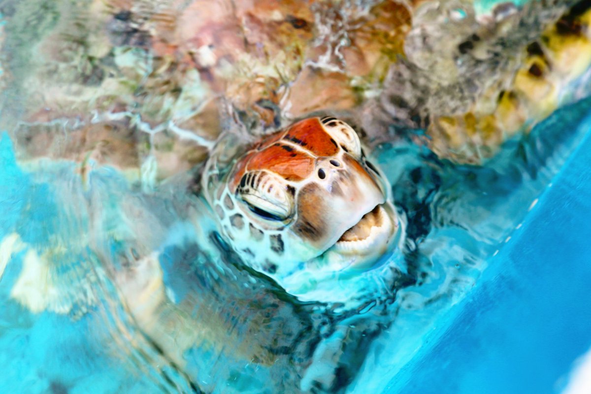 littlemexplorer's tweet photo. Has there ever been a place that absolutely captured your heart? @CairnsGBR @Queensland for me! Take me back! 🌴 🐠 🐙 https://t.co/ACBhw7e0KB
