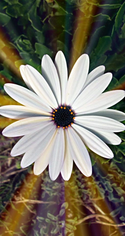 marycox96's tweet photo. Playing around with a few effects #flower #photography #effects https://t.co/52dgaPm8rb