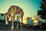 #30M MARCHAMOS POR LOS #galgos para decirle #noalmaltratoanimal <a href="/Ancorosa/">María Pía Mackenzi W</a> <a href="/PerrosdeMerlo/">Perros de Merlo</a> <a href="/existenciala/">Victoria</a> @GALGPOD