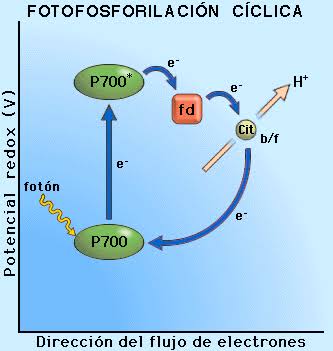 gabryel_2010's tweet photo. @agorajavier 
# acíclica #ciclica https://t.co/VdXyBtJHnY