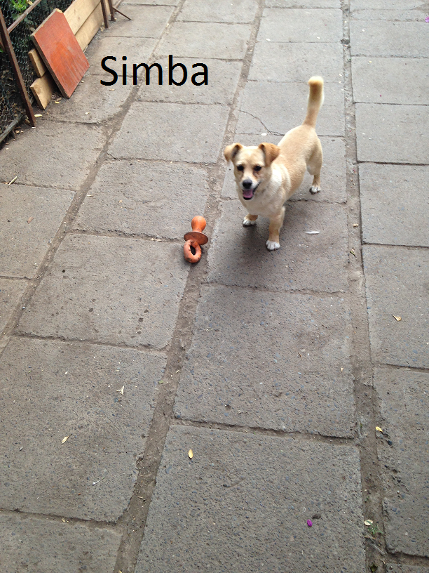 Adoptalos Chile tweet media