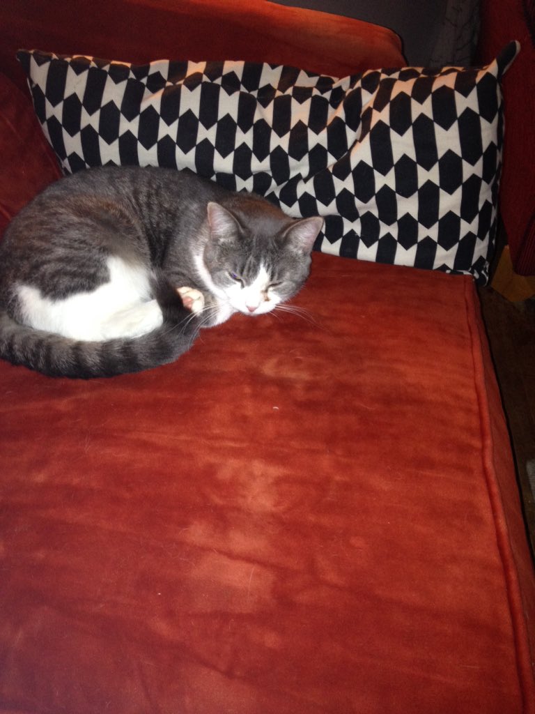 cat30555601's tweet photo. Not the lite https://t.co/K73Ro0IFdS