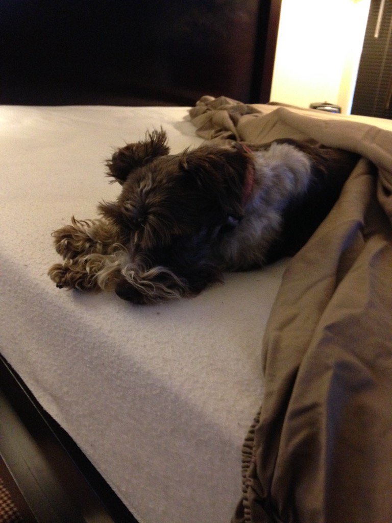 WeatherDog_Will's tweet photo. This is helping you change the sheets & make the bed, right? #Lucy #Schnauzerstyle https://t.co/kbPdVnIhJW