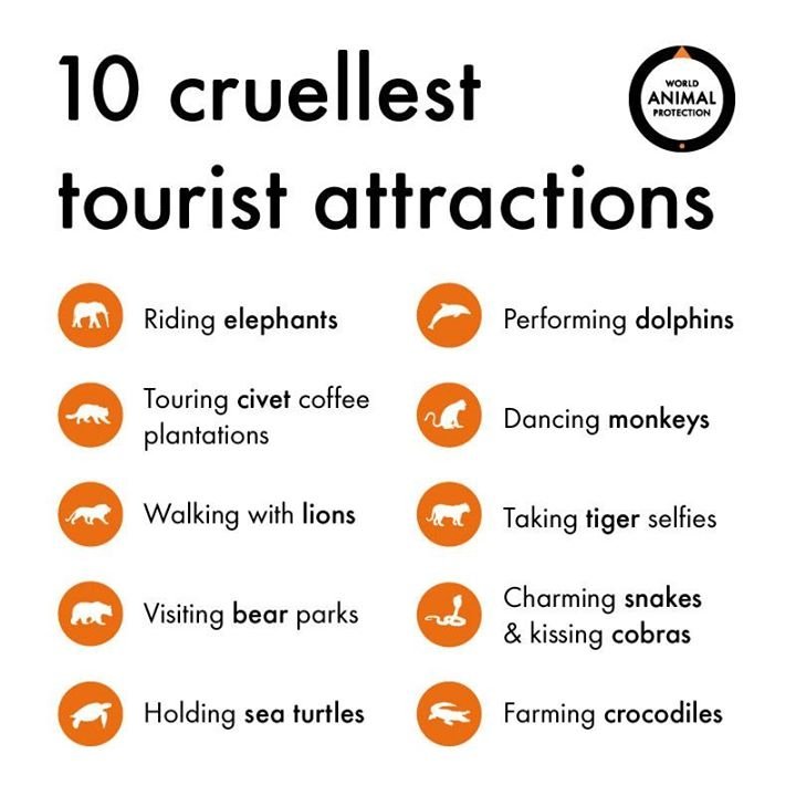 Say no to animal shows #savedolphins #saveelephants #noanimalshows https://t.co/j9Y55sE5DE