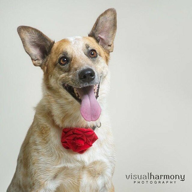 Congrats to our sweet Hazel on her adoption!! #adopted #success #cattledog
