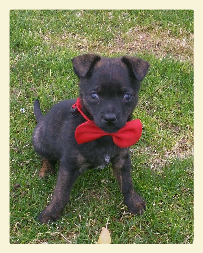Tiny Tim reporting for guard dog duty! Can you handle the cuteness?!
